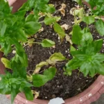 spinach plant in a 5-gallon container
