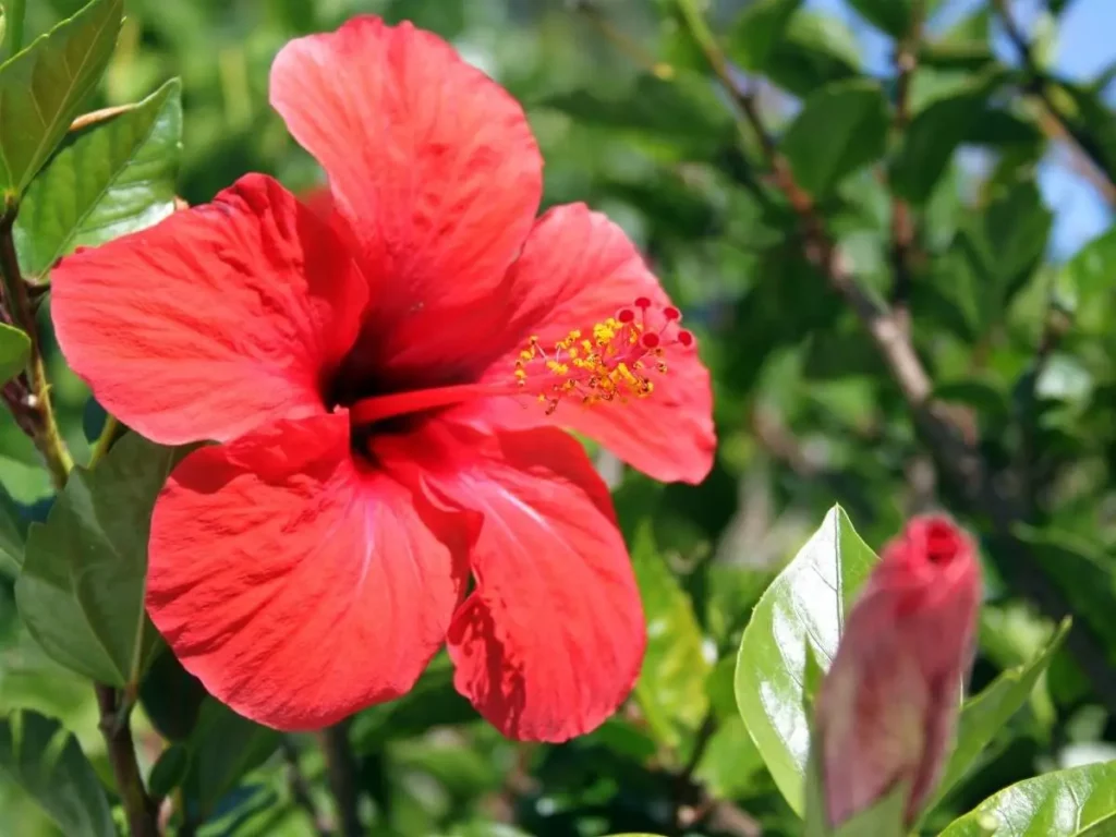 care guide for hardy hibiscus plant