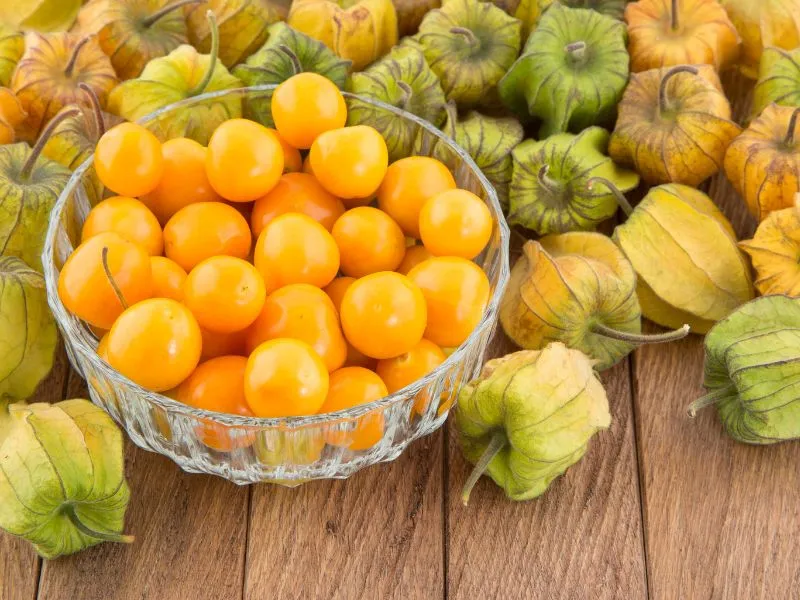 beautiful and mouthwatering yellow aunt Molly's Ground Cherry