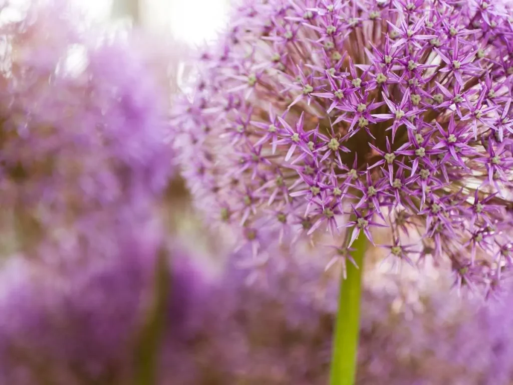 Guide on planting allium bulbs in containers