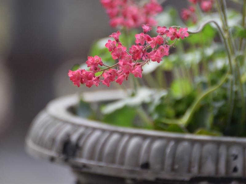 pink flowered heuchera plant in a container