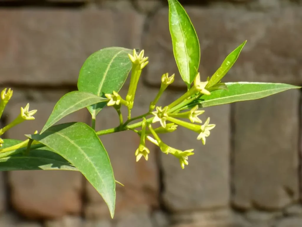 a stem of queen of the night plant