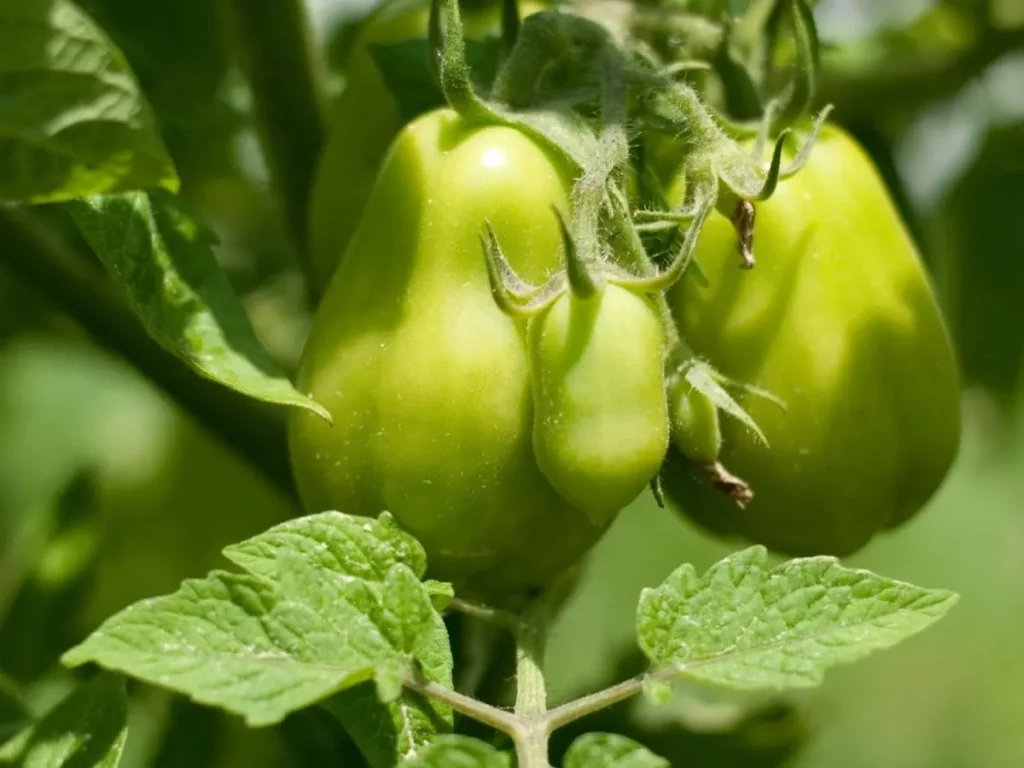 a roma tomato plant having green colored tomatoes near ripening stage