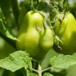 growing Roma tomatoes in containers