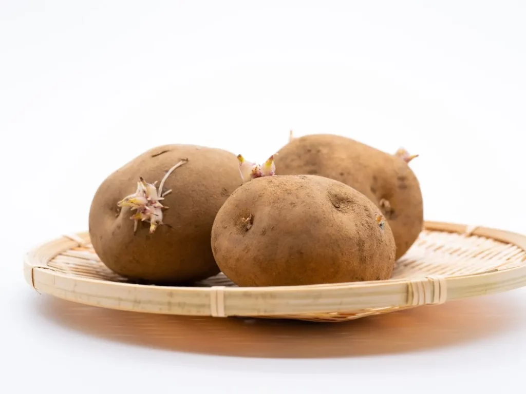 Sprouted potatoes ready to be planted in a container