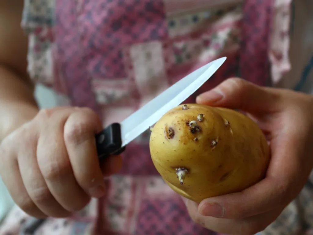 use a sharp knife to cut the sprouted potatoes to start a new plant from it