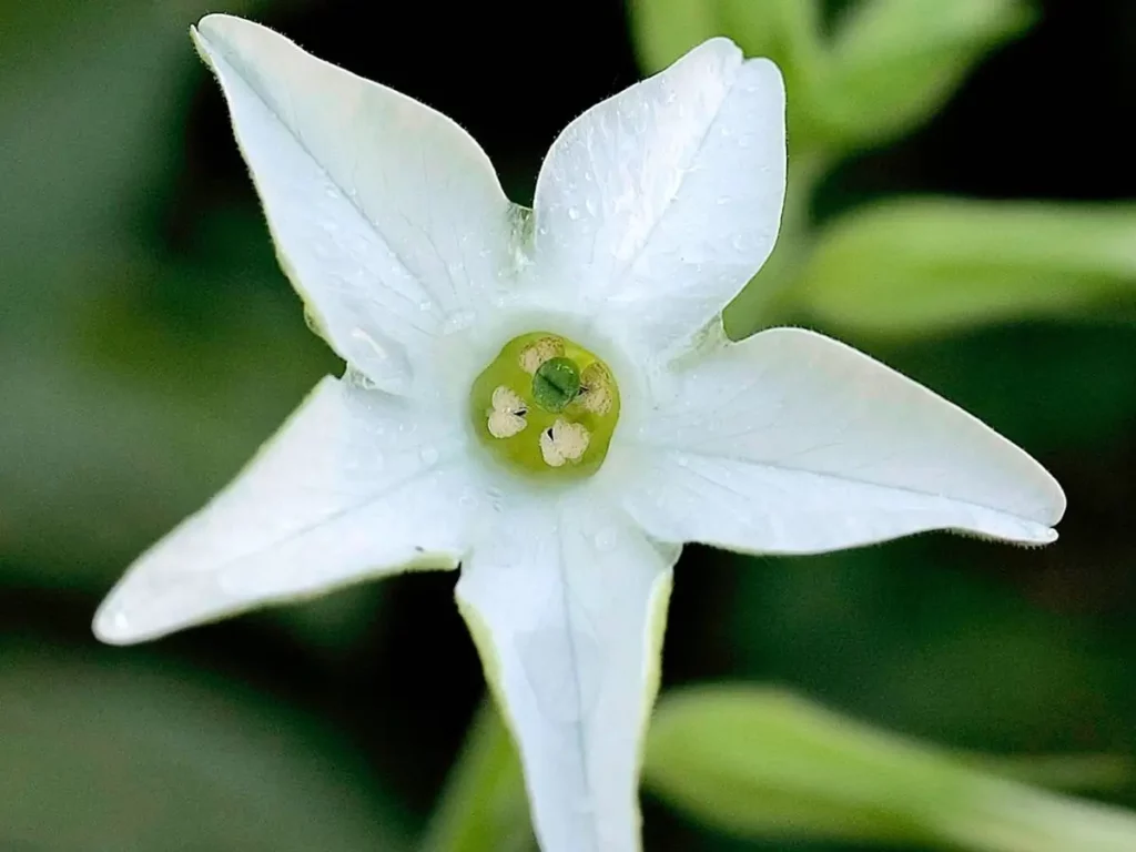 an eye catching flower of queen of the night plant