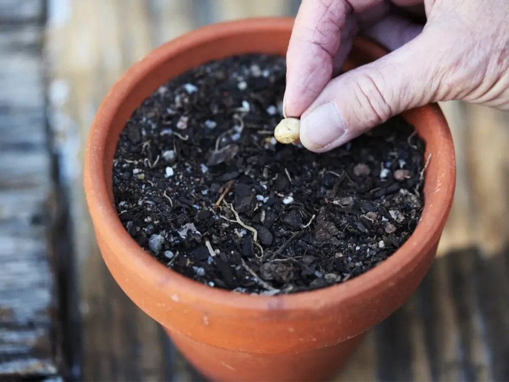 sowing a seed obtained from store bought cherry fruit