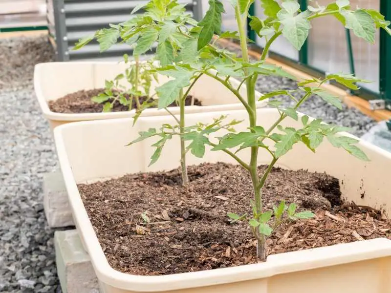 young tomato plant growing in large container