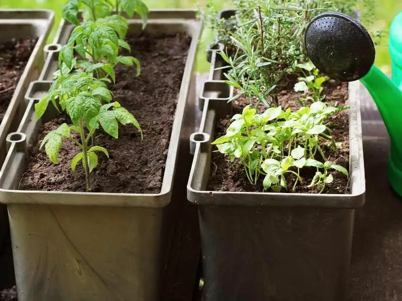 young tomato seedlings growing and thriving well in big long containers