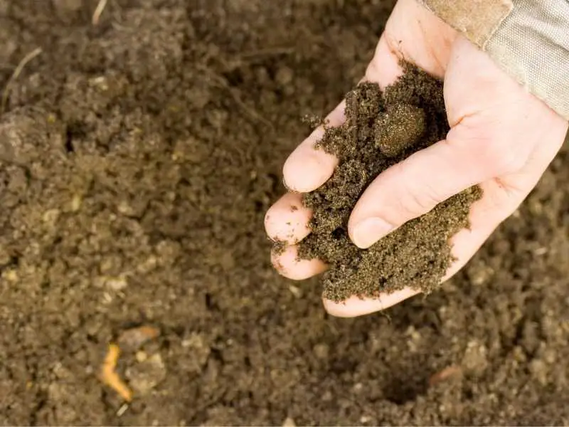 A male hand holding sandy soil to test it for growing plants