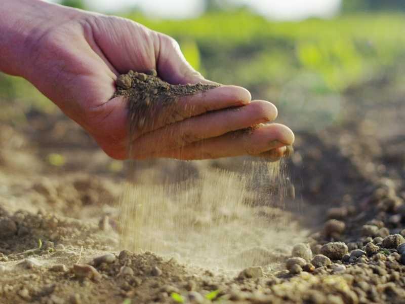 A male hand holding Sandy soil for home gardening