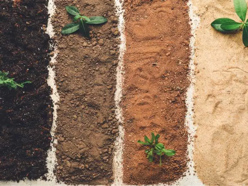 four different types of soils used for growing different plants 