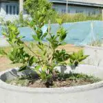 key lime tree in container