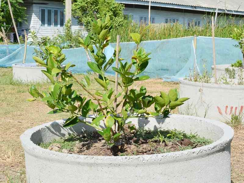 young key lime tree growing in a big concrete container