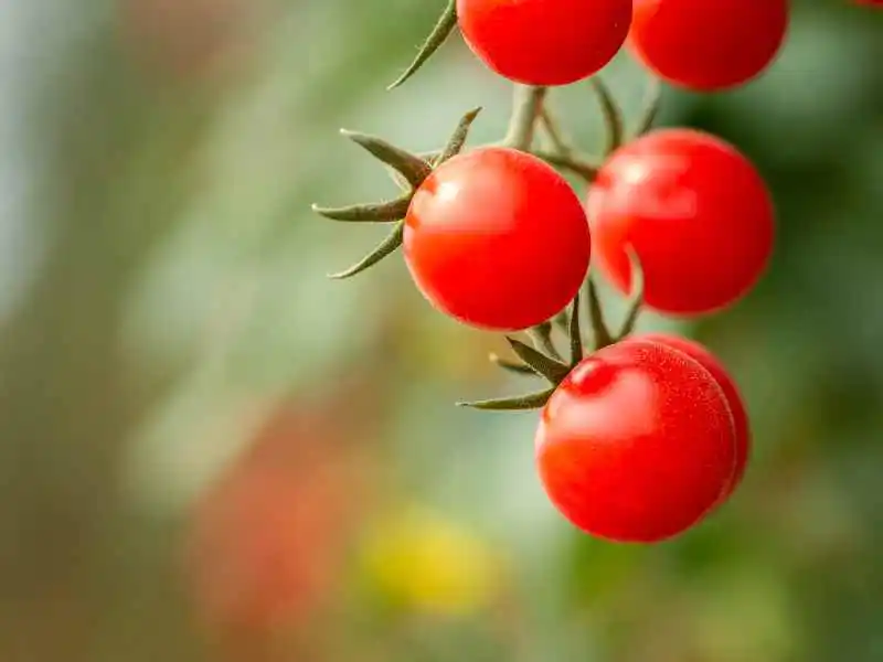 red cherry tomatoes hanging