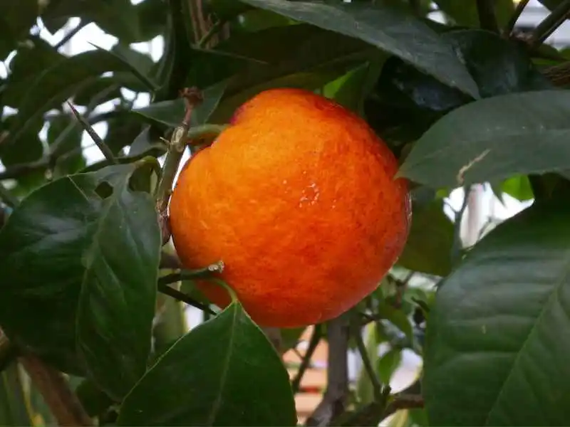 grow blood orange