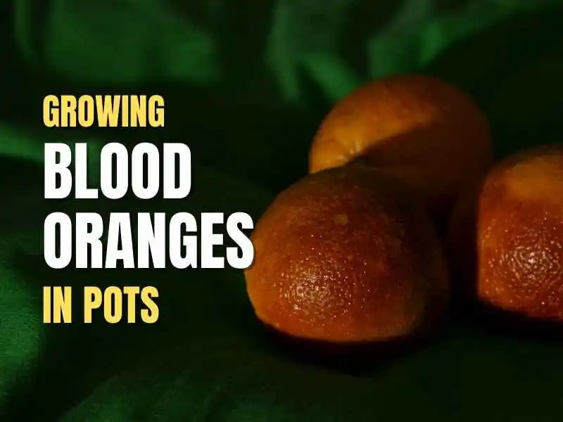 grow blood oranges