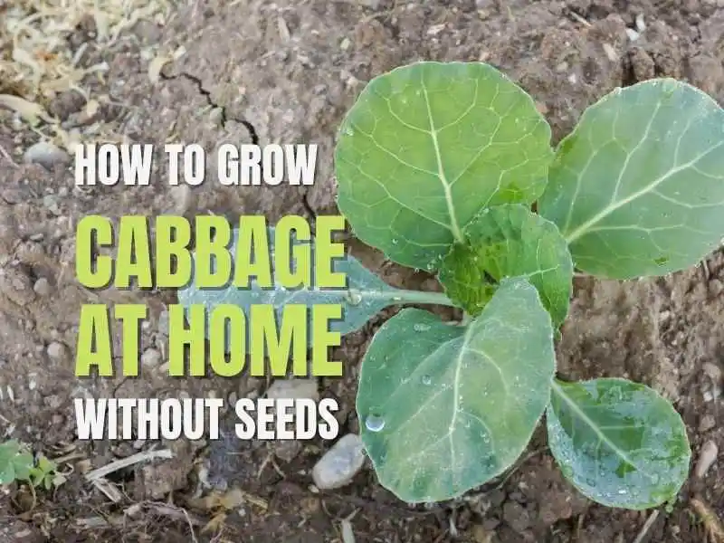 Grow Cabbage At Home Without Seeds