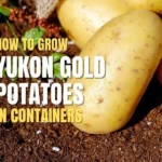 yukongold potatoes in containers