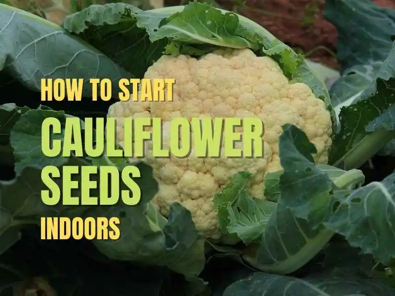 cauliflower grown indoors