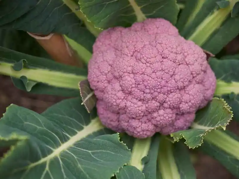 purple cauliflower head