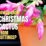 christmas cactus from cutting