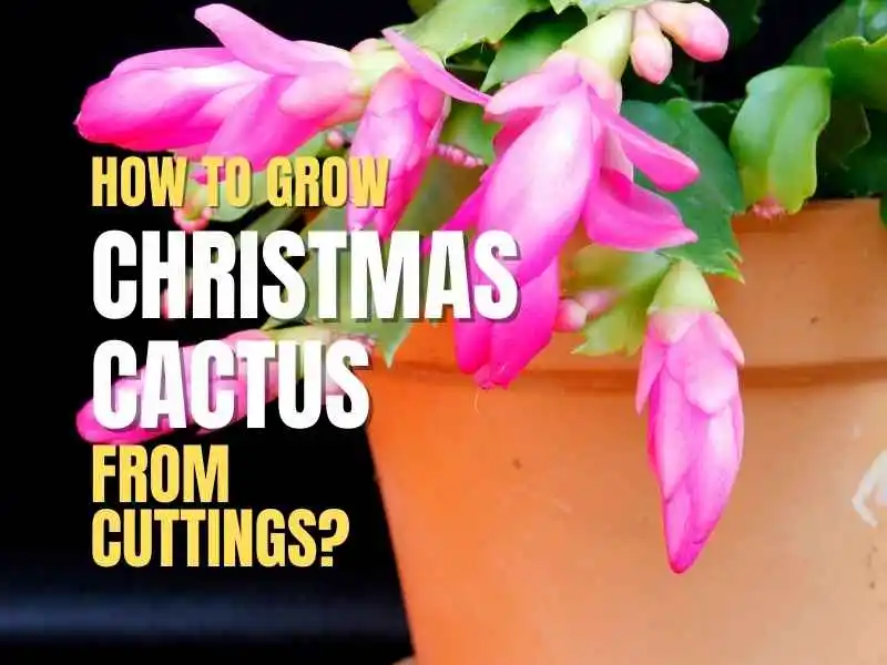 Christmas cactus in pot