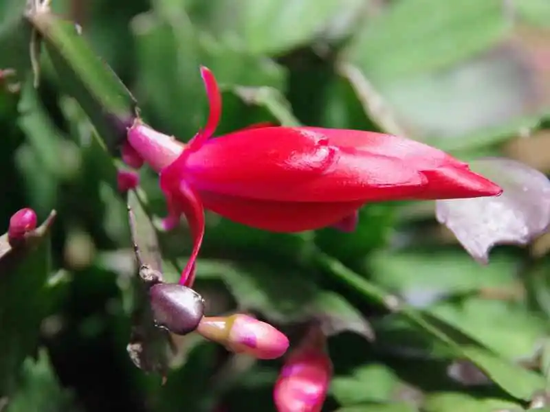 Christmas cactus flower