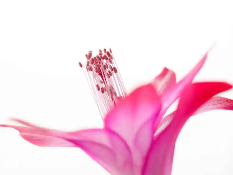 beautiful Christmas cactus flower and its petals