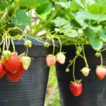 strawberry plants in 5 gallon buckets