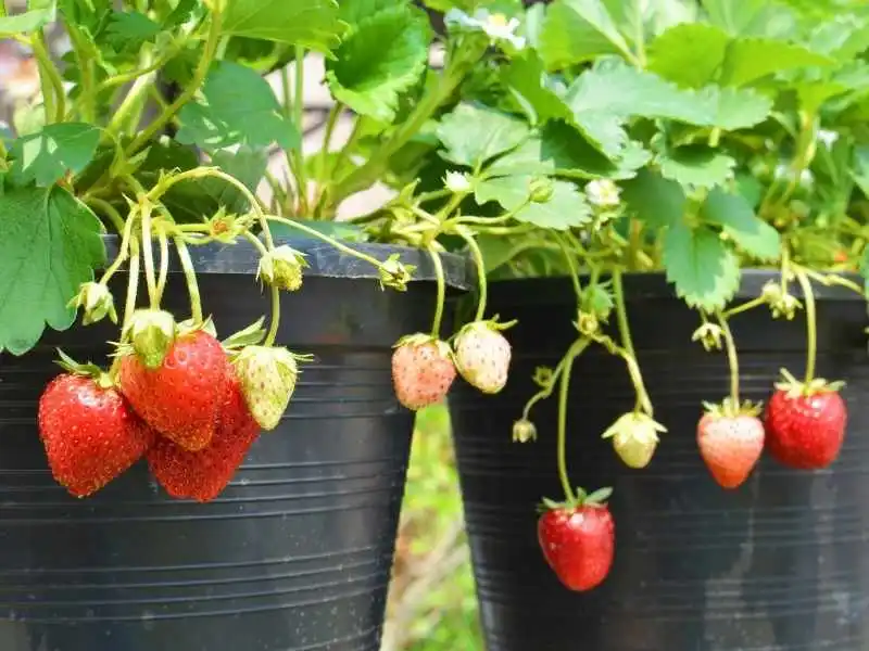 Strawberries plants growing in two 5 bucket gallons