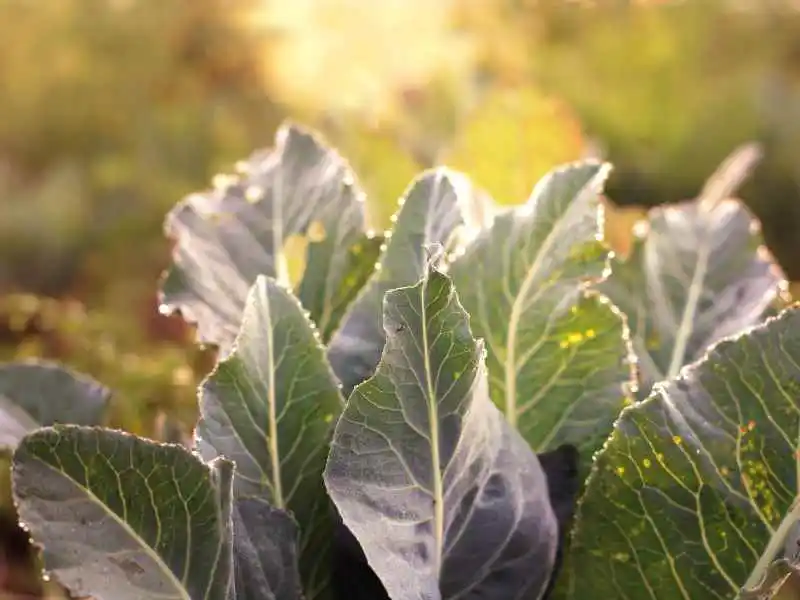 spaced cauliflower leaves