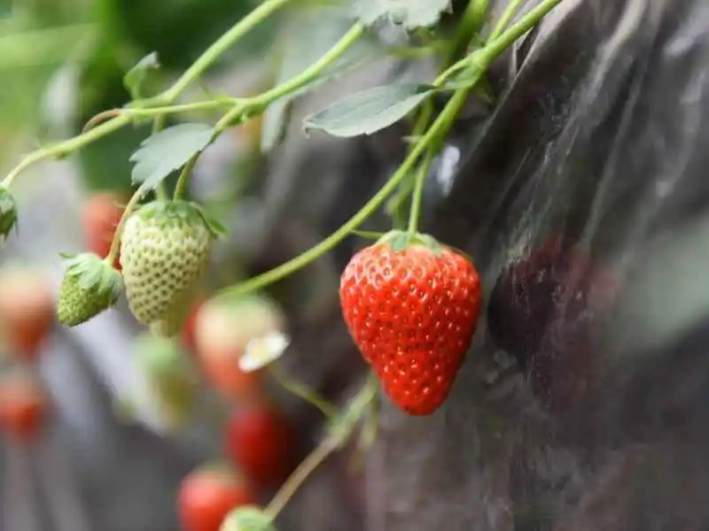 growing strawberry plant