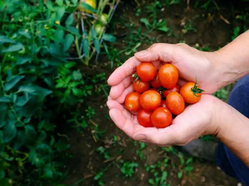 man holding cherry tomatoes