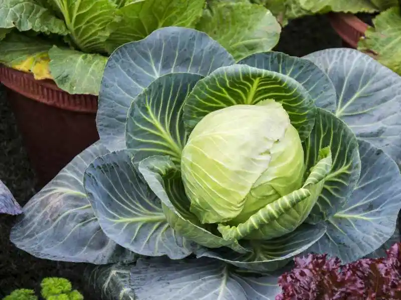 cabbage in containers