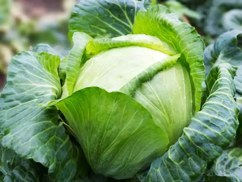 cabbage grown at home