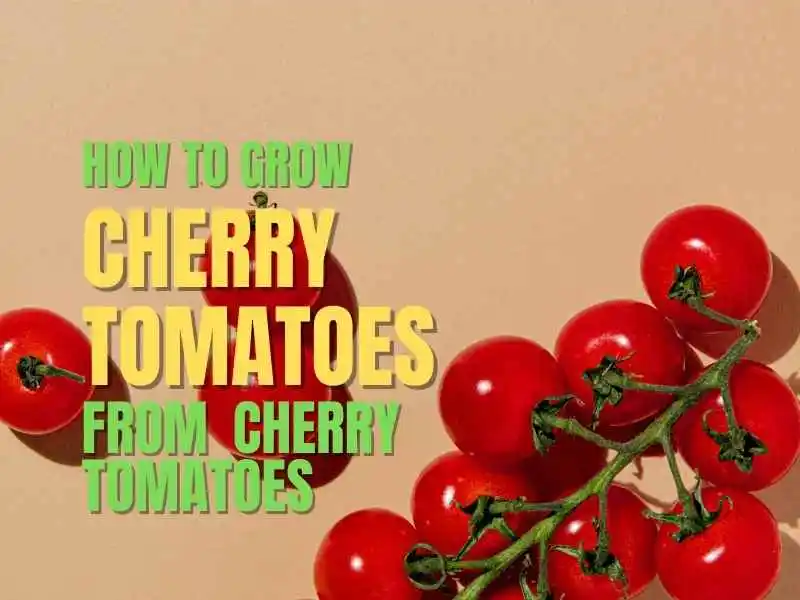 Grow Cherry Tomatoes From Cherry Tomatoes