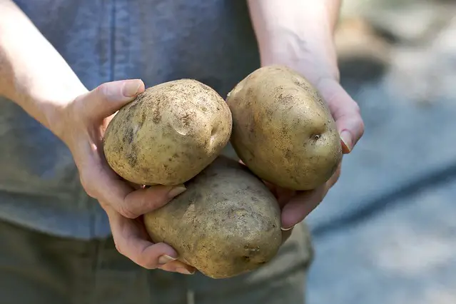 man holding big Yukon Gold Potatoes freshly harvested