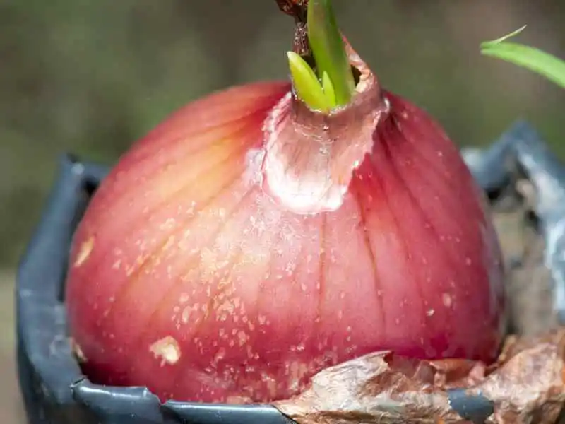 growing red onion plant