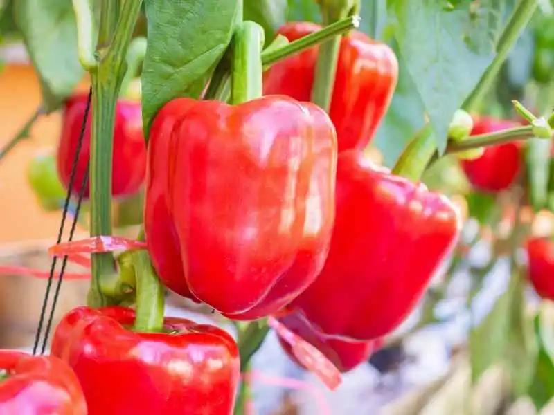 grown red pepper plant