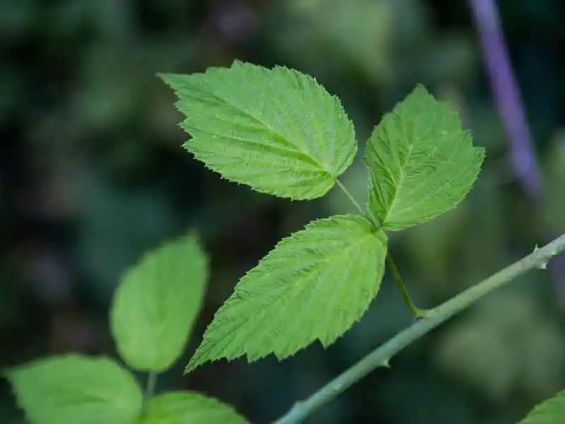 raspberry cuttings