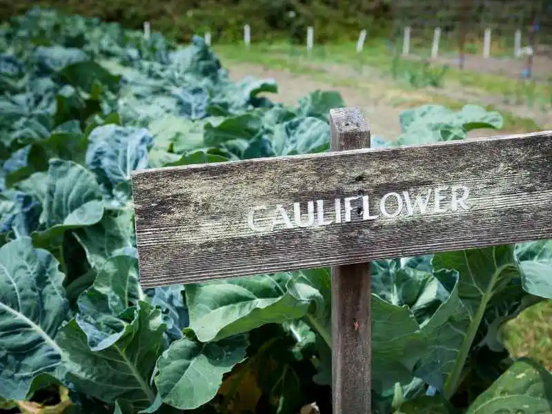 cauliflower plants