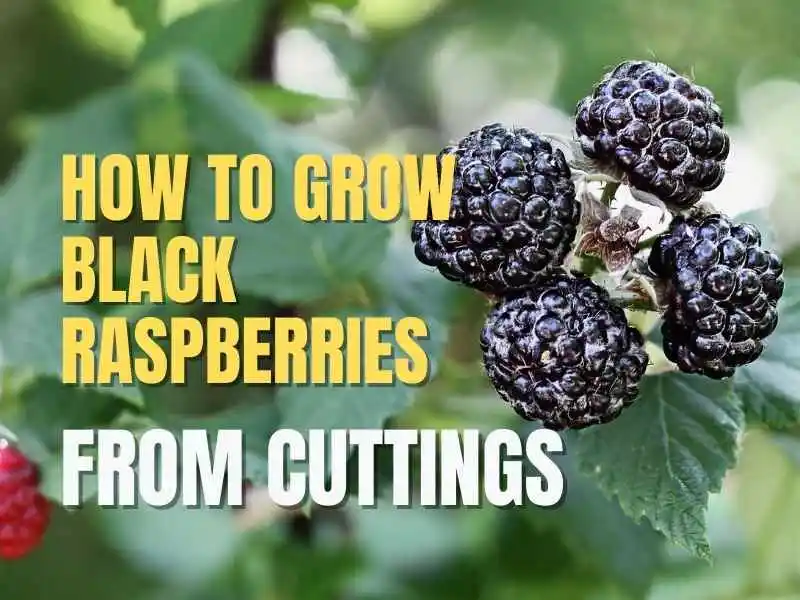 black raspberries 