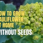 cauliflower plant without seeds