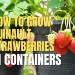 Quinault strawberry in containers