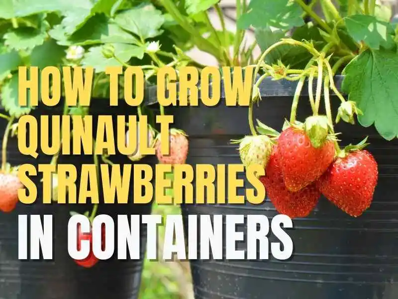 Quinault strawberries