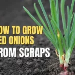 Grow Red Onions From Scraps