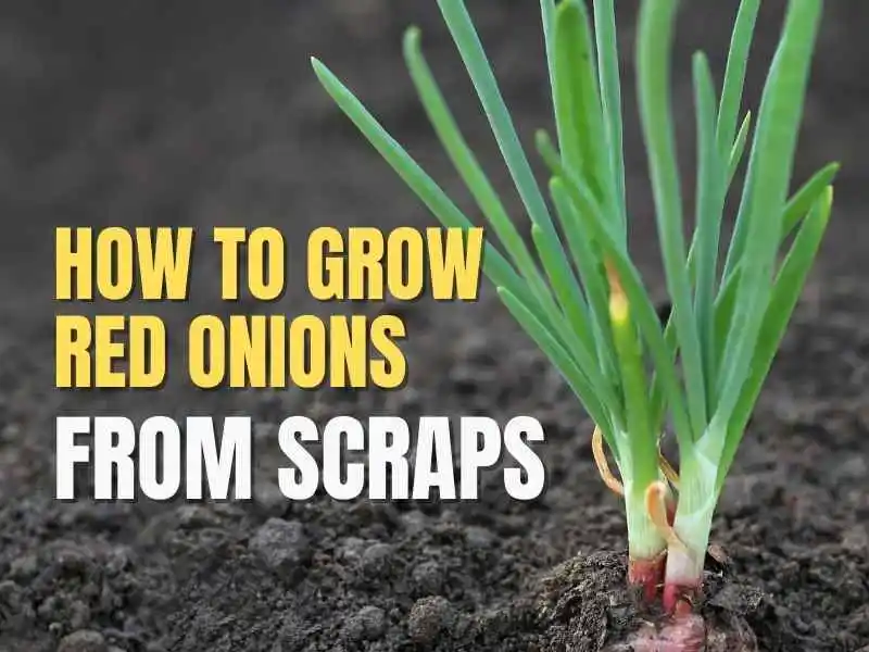 Grow Red Onions From Scraps