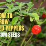 How To Grow Red Peppers From Seeds